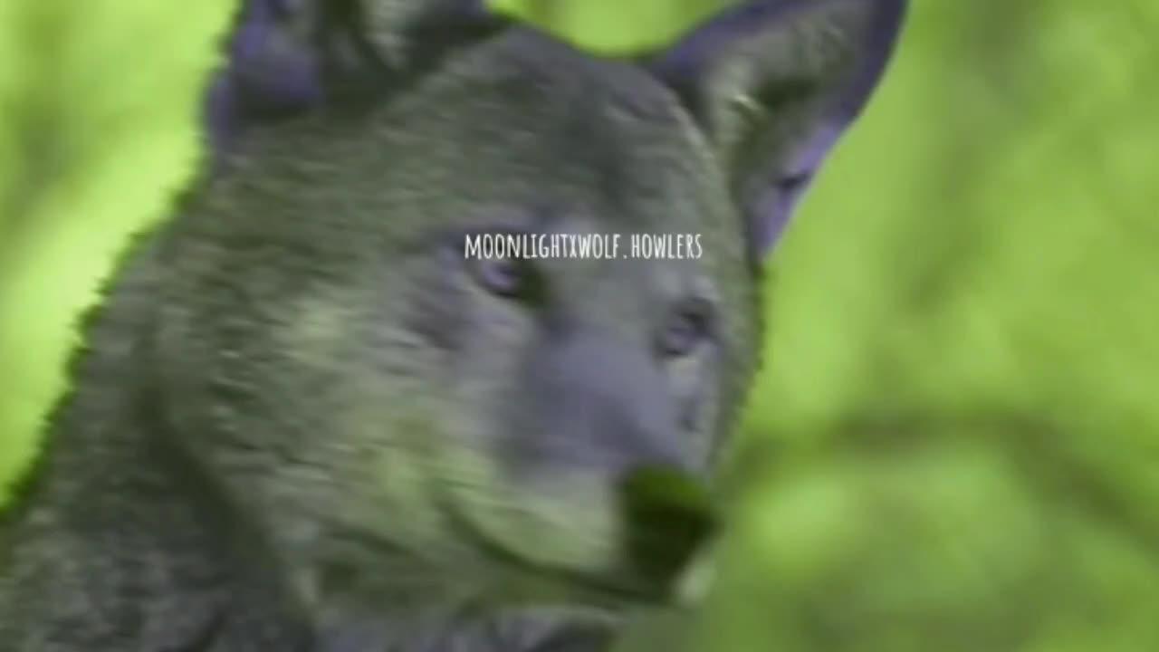 @💜🐺moonlight🐺💜