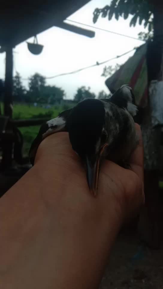 @Diyachhetri