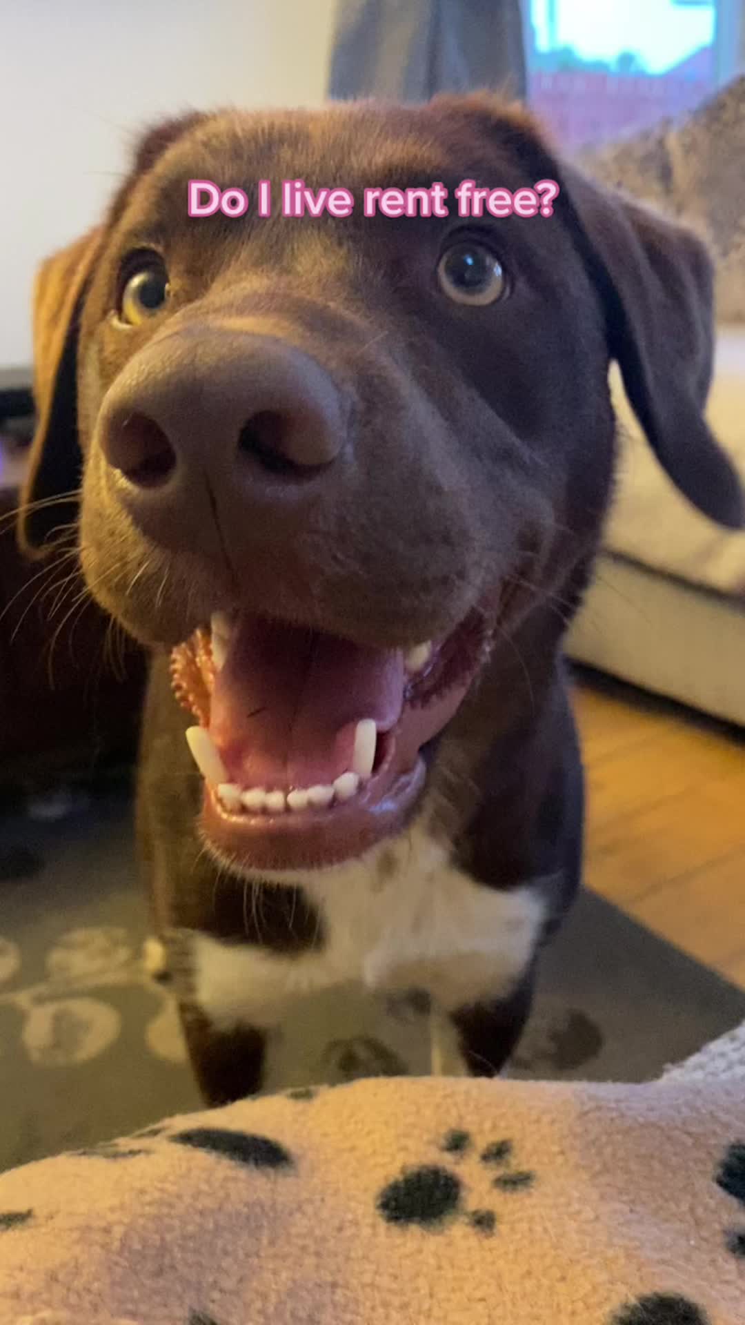@Kali the Collie Labrador