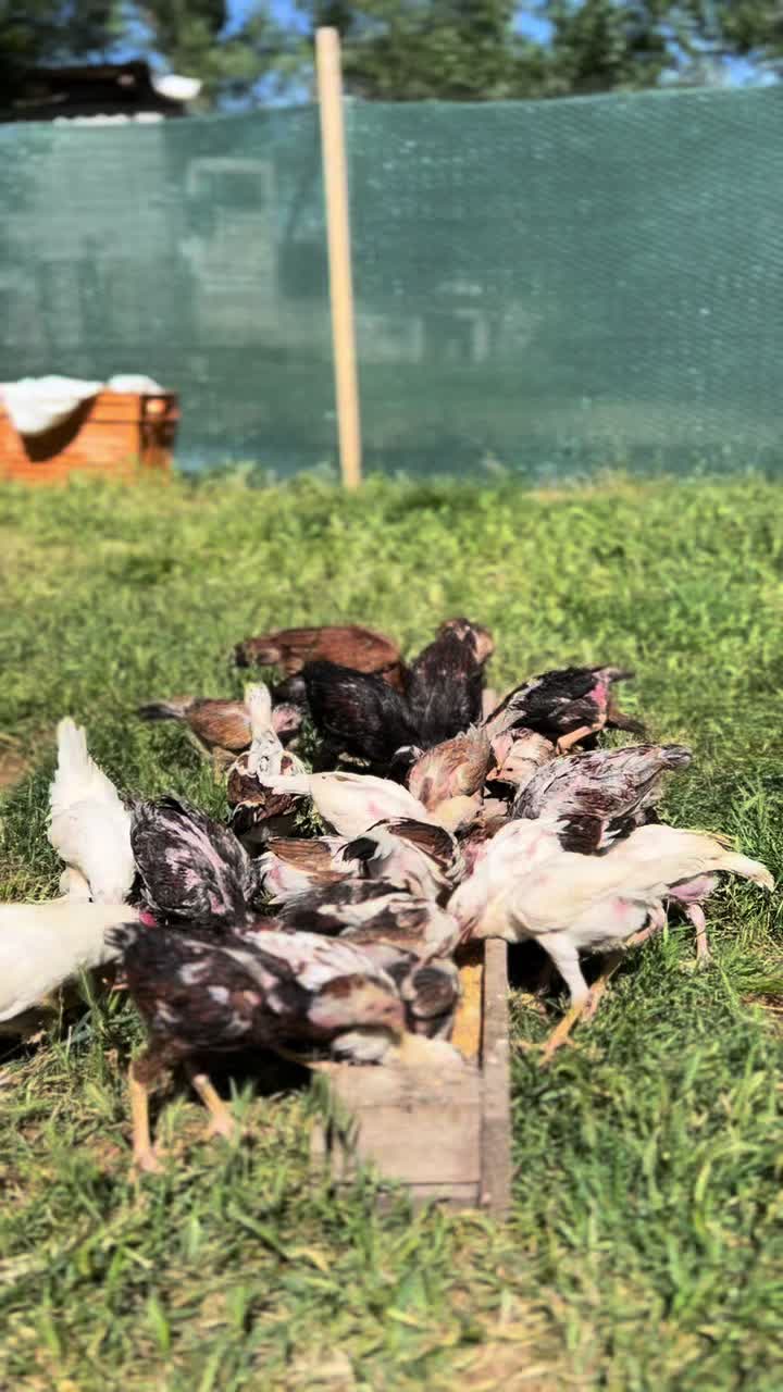 @Sivas Aslanları 🦅