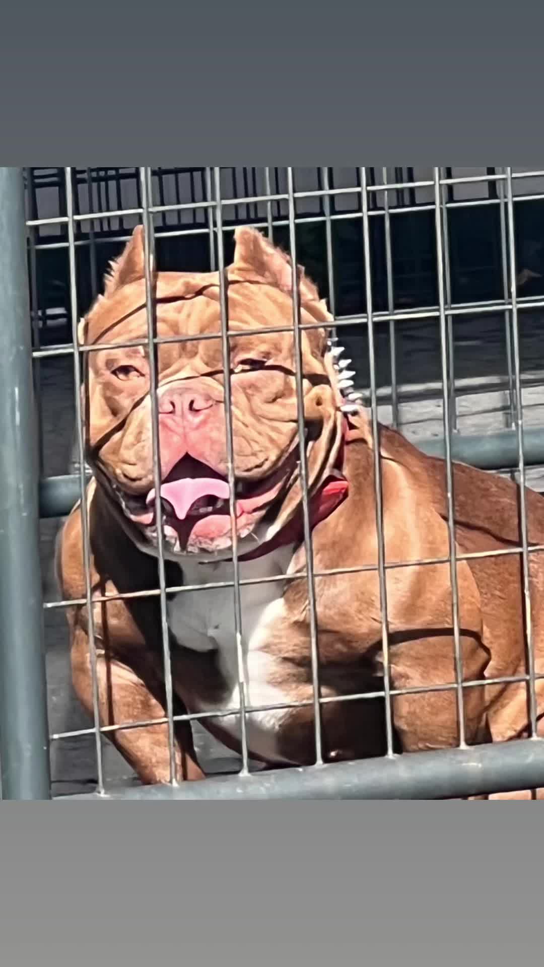 @killerhallkennel