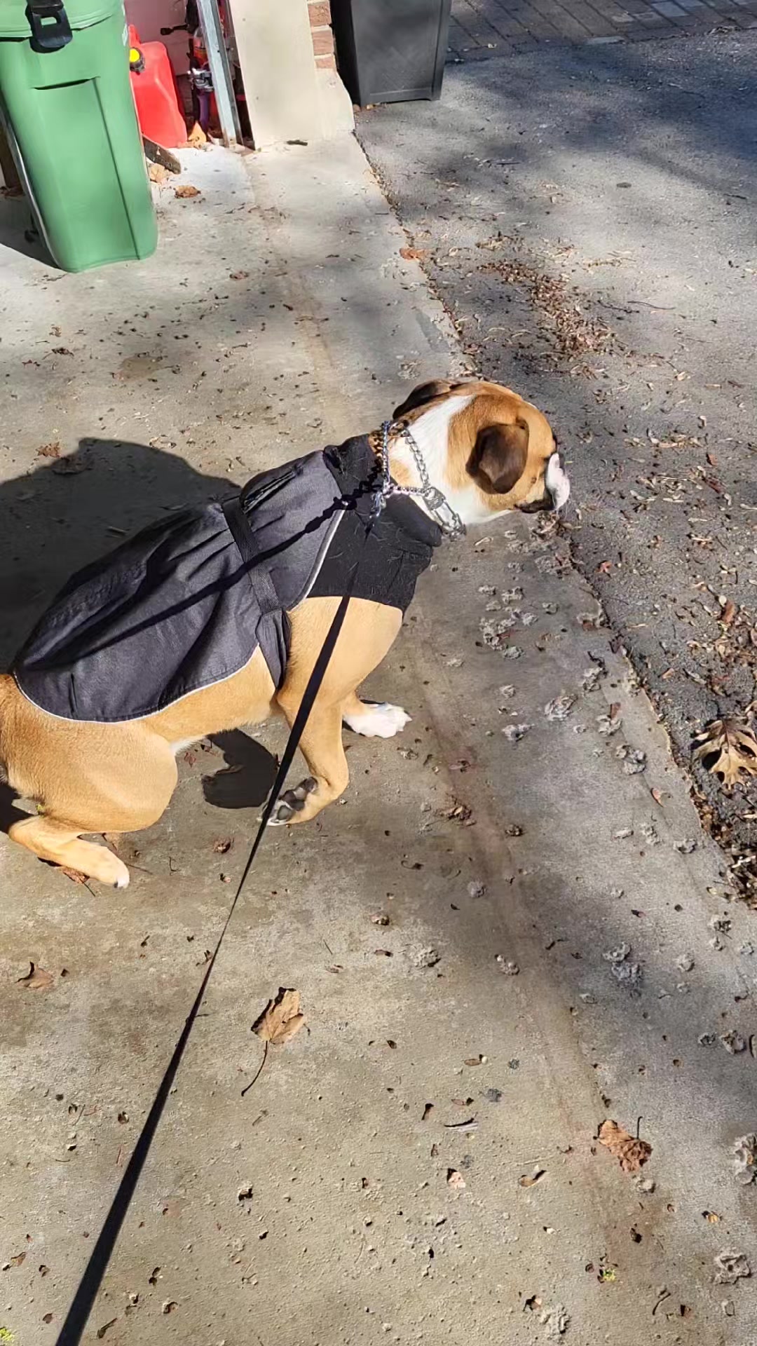 @WestEndDogWalking🐕🚶♀️
