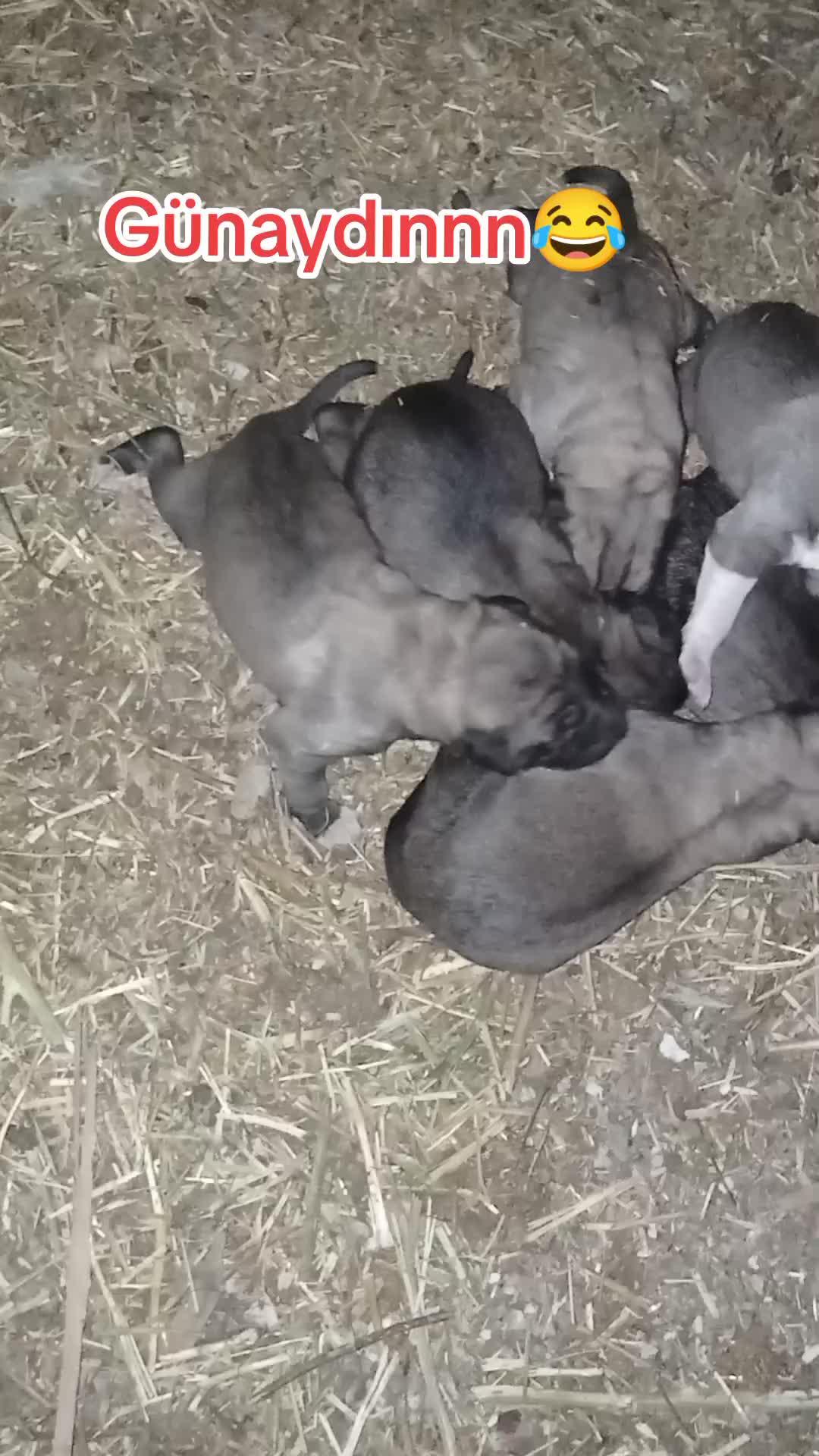 @Hello Bozkır