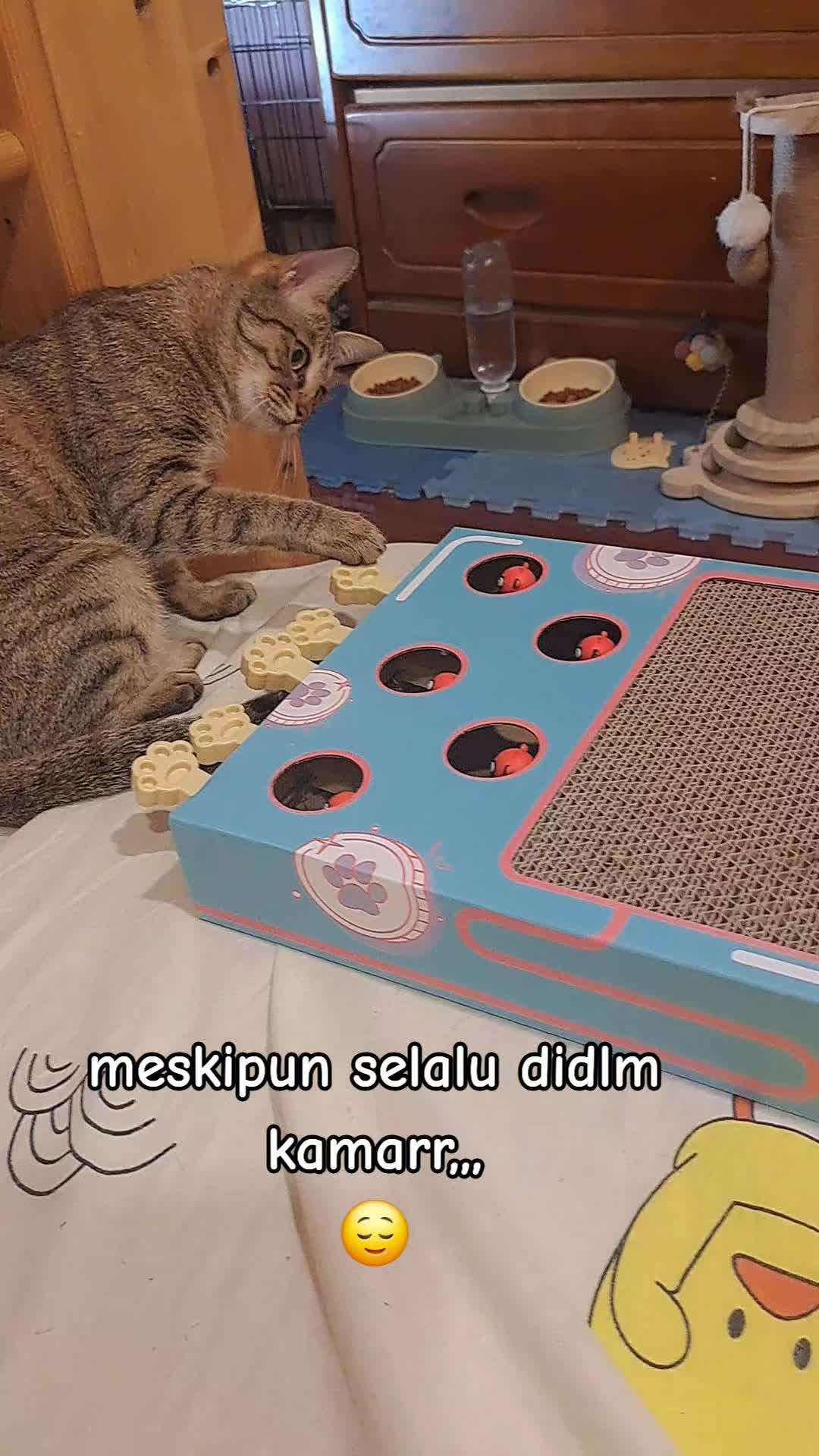 @sitykaai