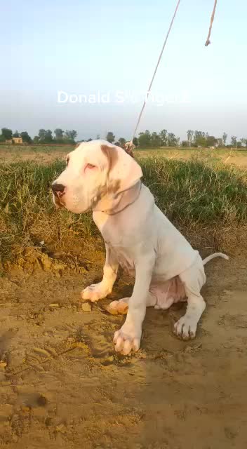 @charger bully dog kennel