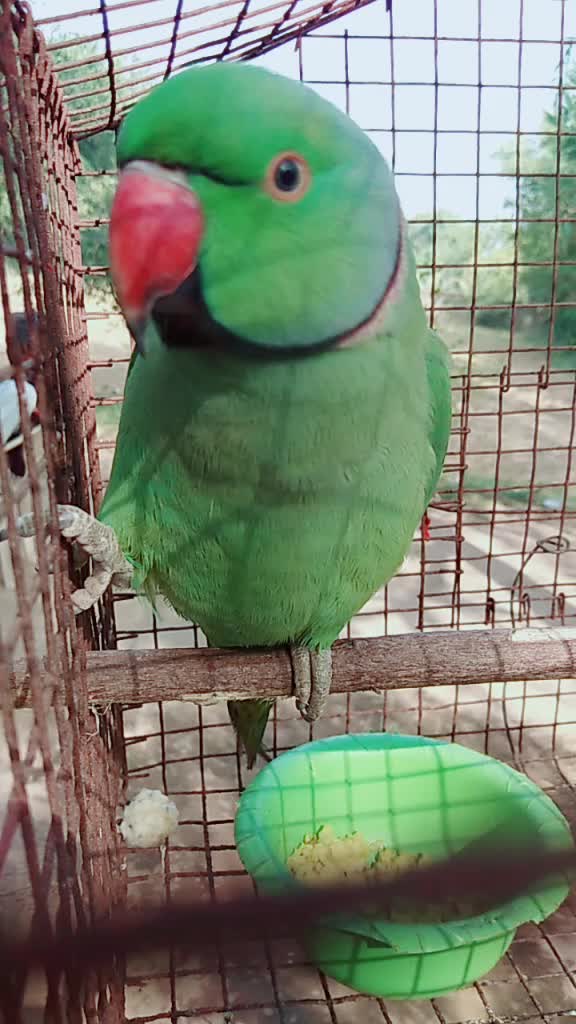 @राजपुत मयुरसिह