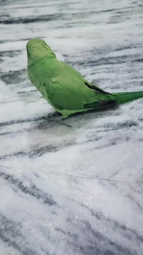 @Muskan Rajpoot