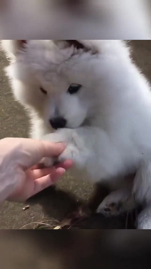 @vdogtv