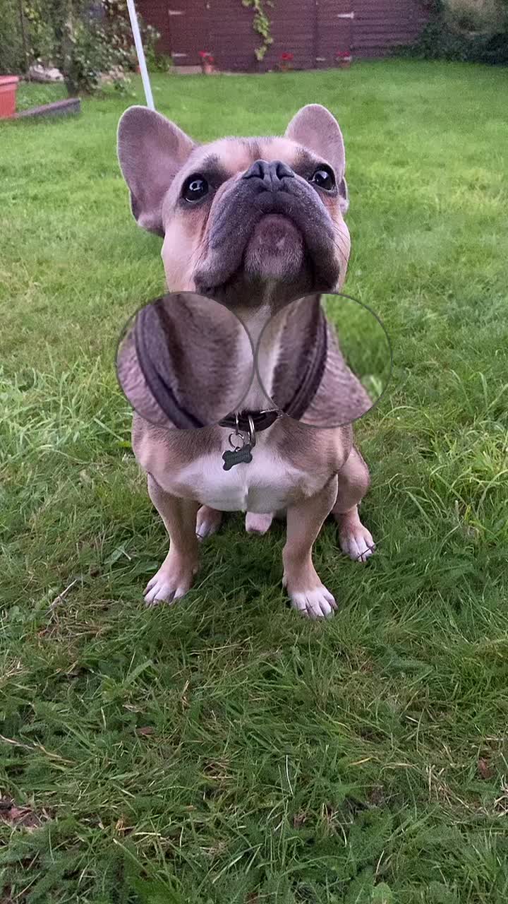 @BarryTheFrenchie