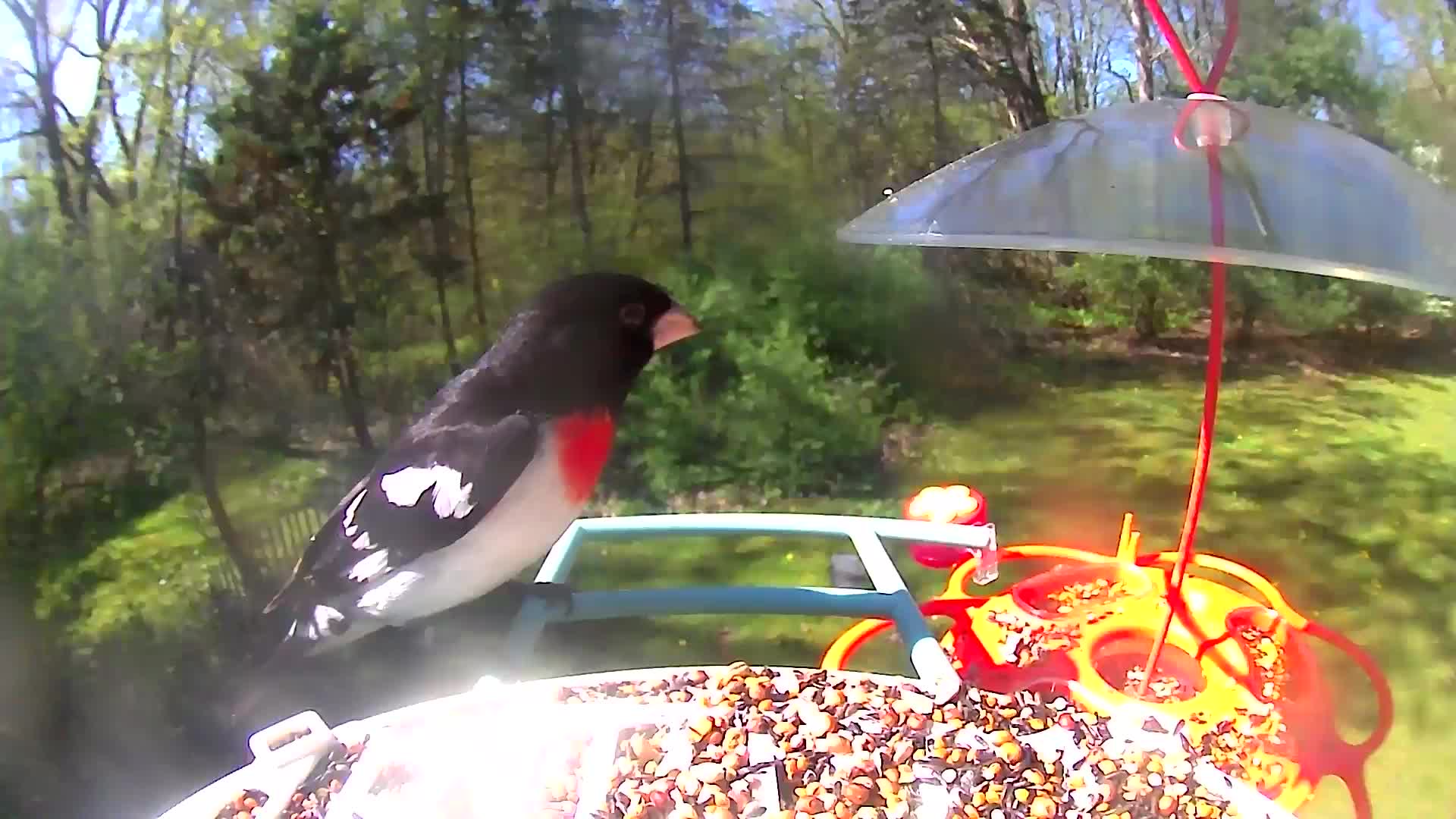 @Bird feeder Cam