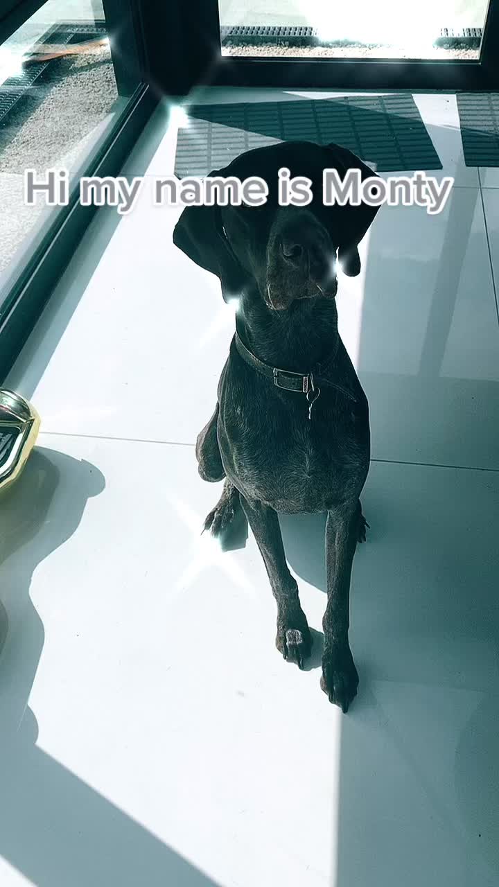 @Monty 🐶