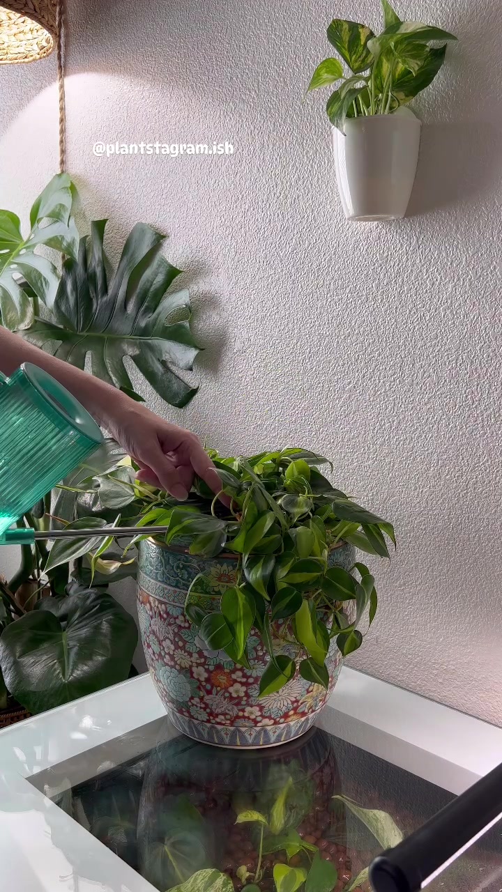 @Plantstagram.ish