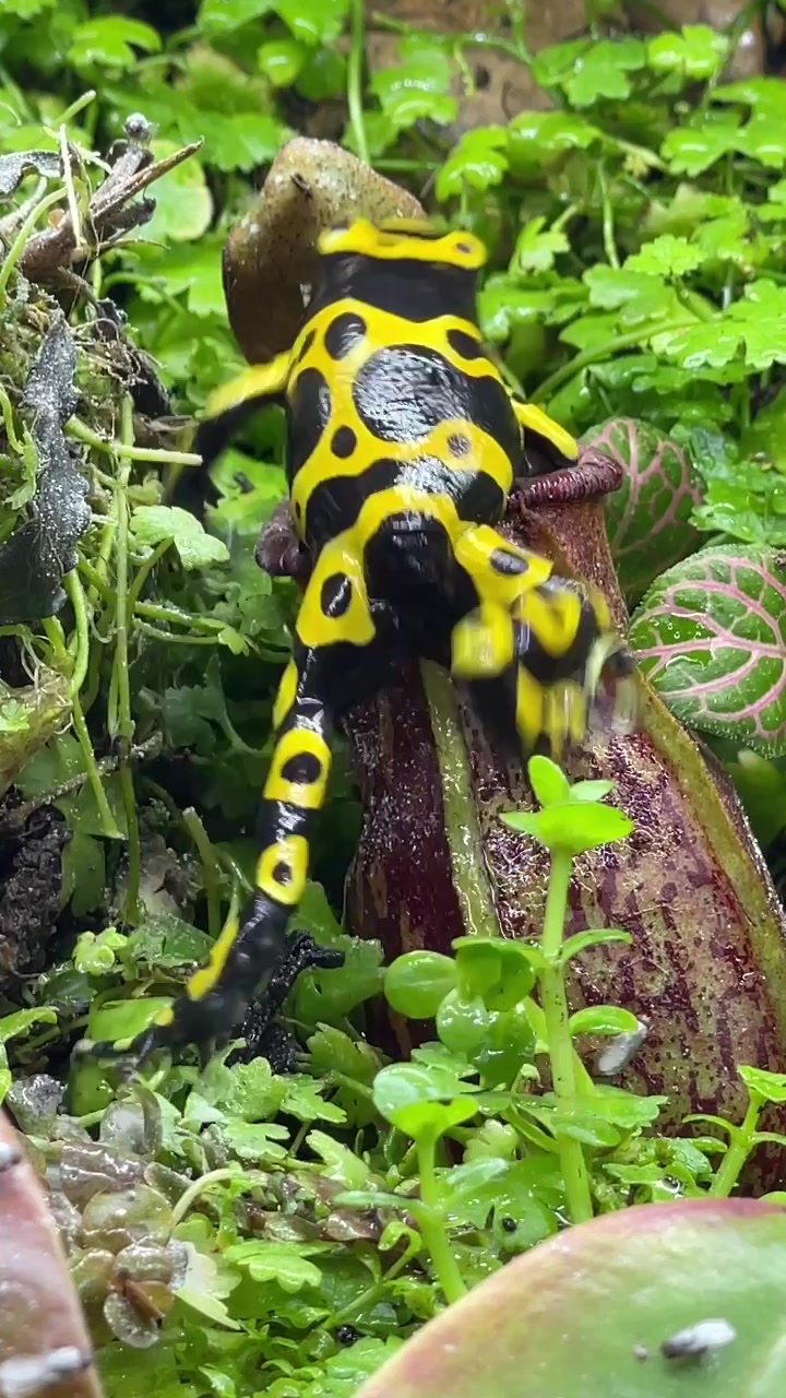 @X_vision_aquascape