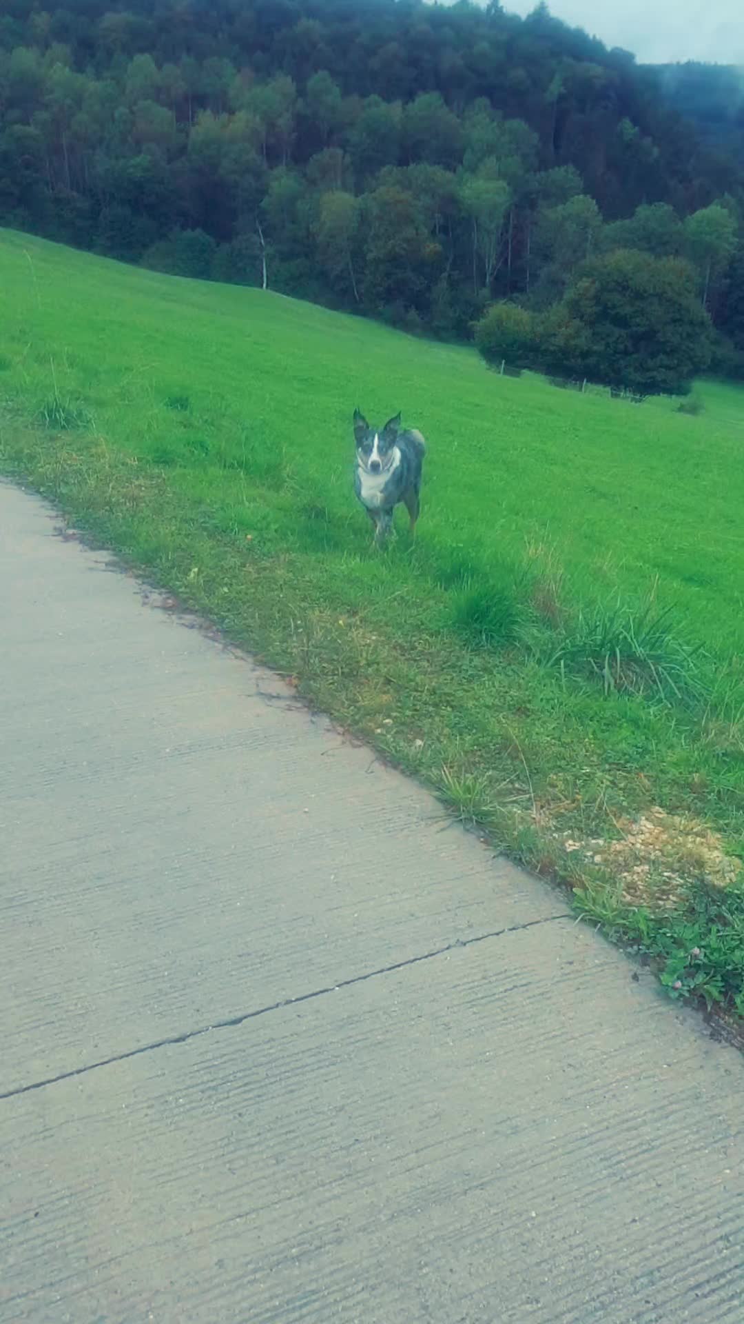 @Buddy the fundog