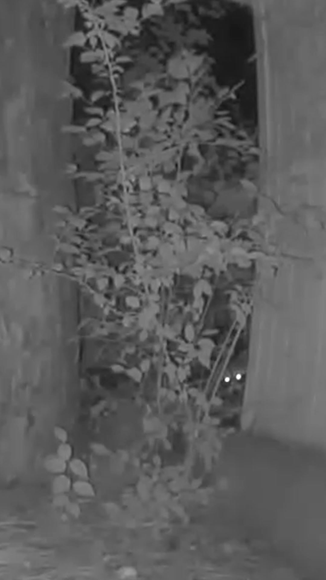 @F🦊XSEE👀Footage🎞️