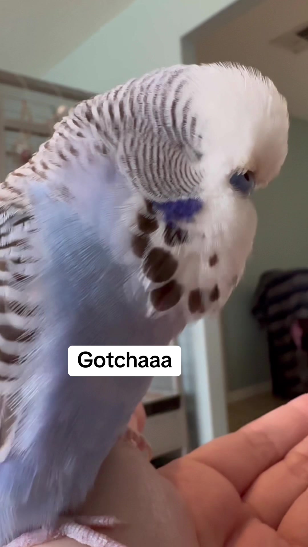 @Rupeedoo