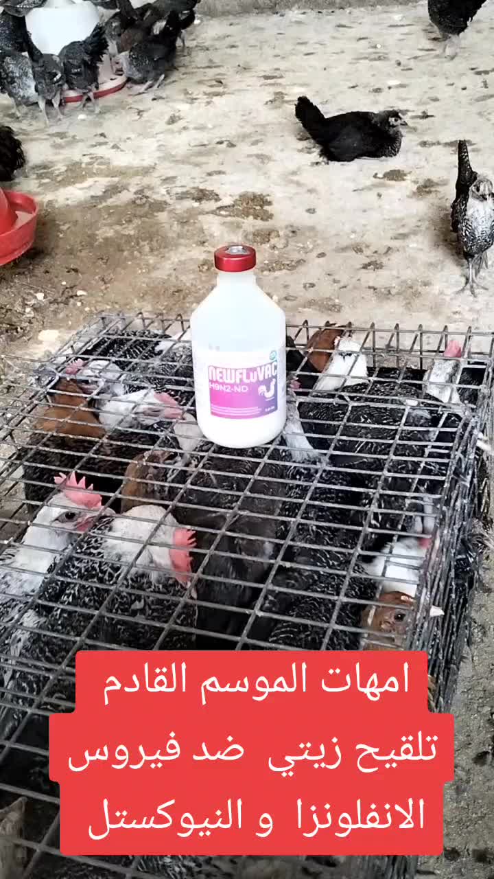 @فيومي ذهبي صفاقس