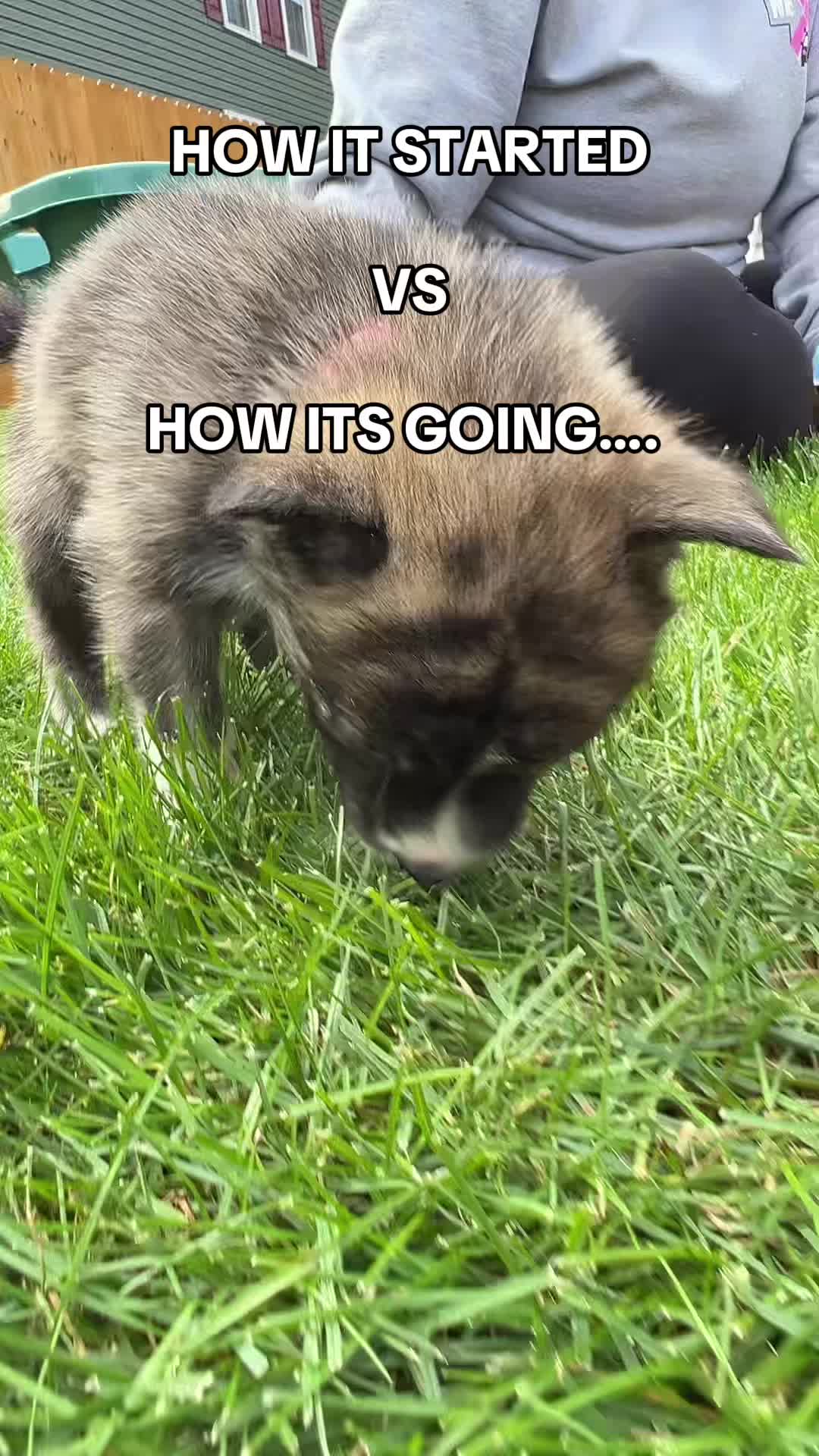 @pups & parrots