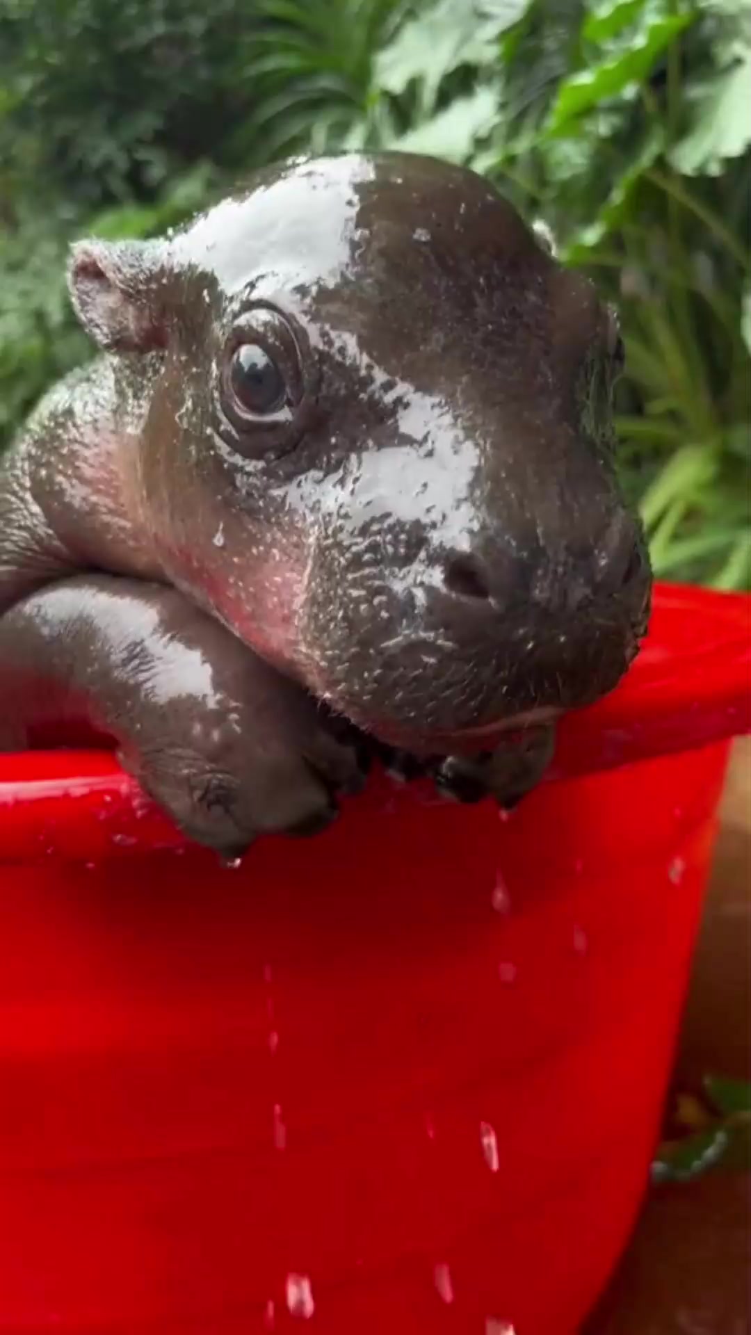 @babyhippoco