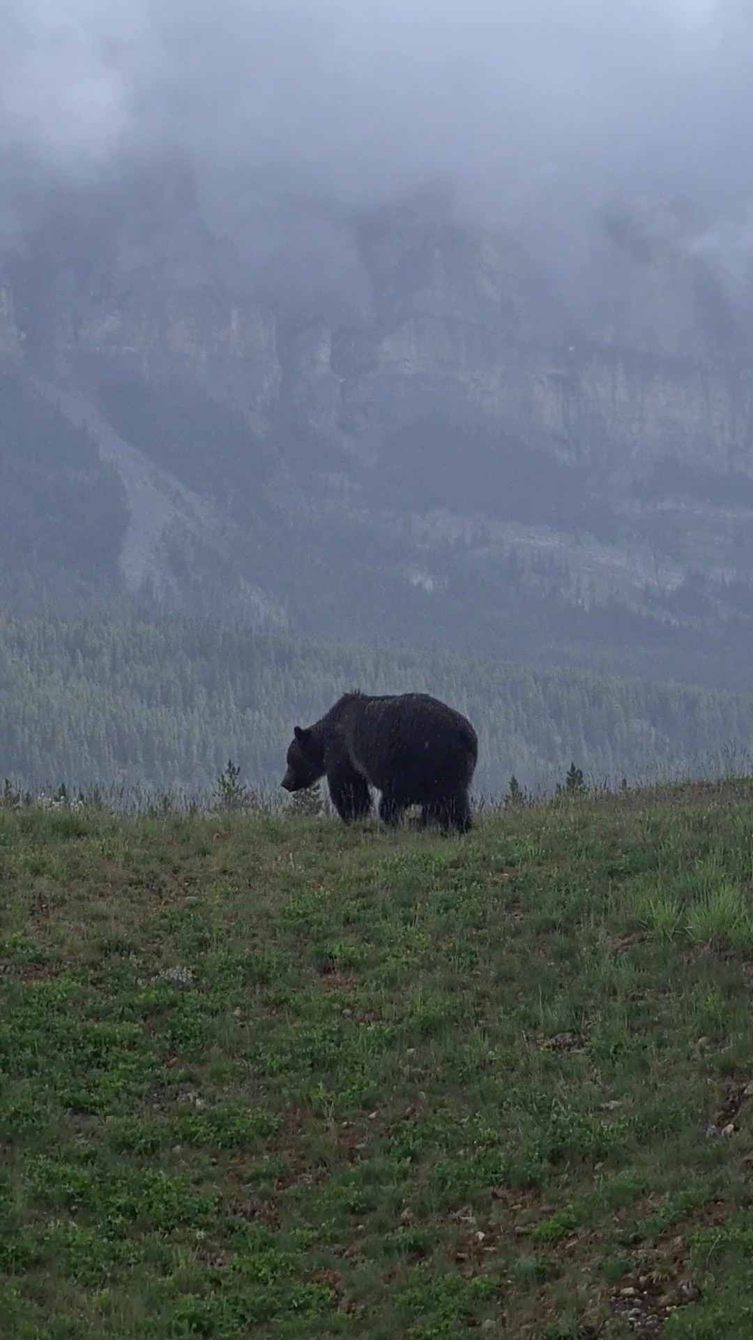 @Banff Nature and Wildlife