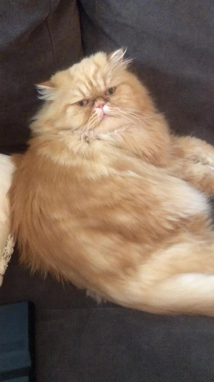 @Nugget the Cat