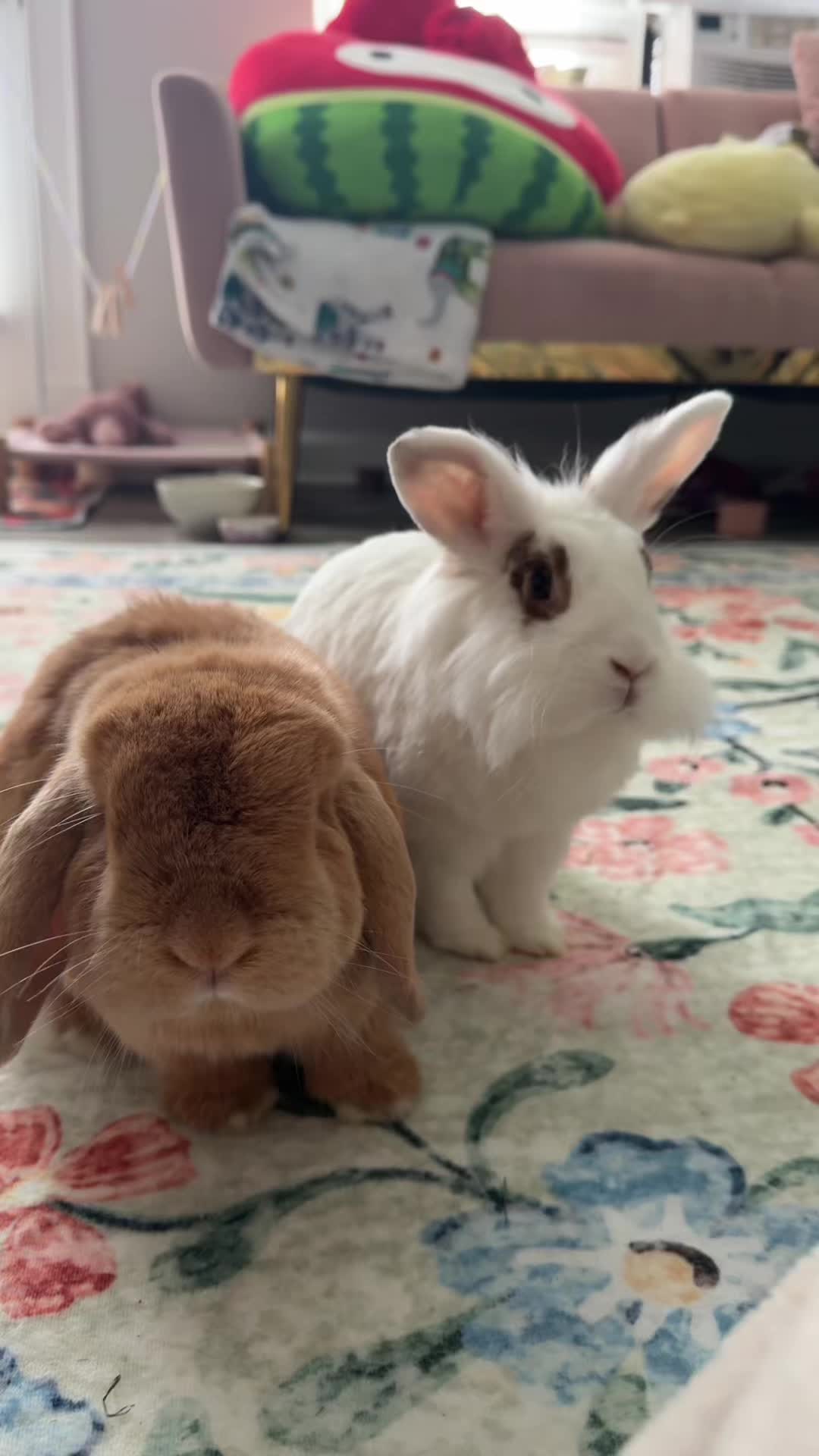 @Otis the Bunny