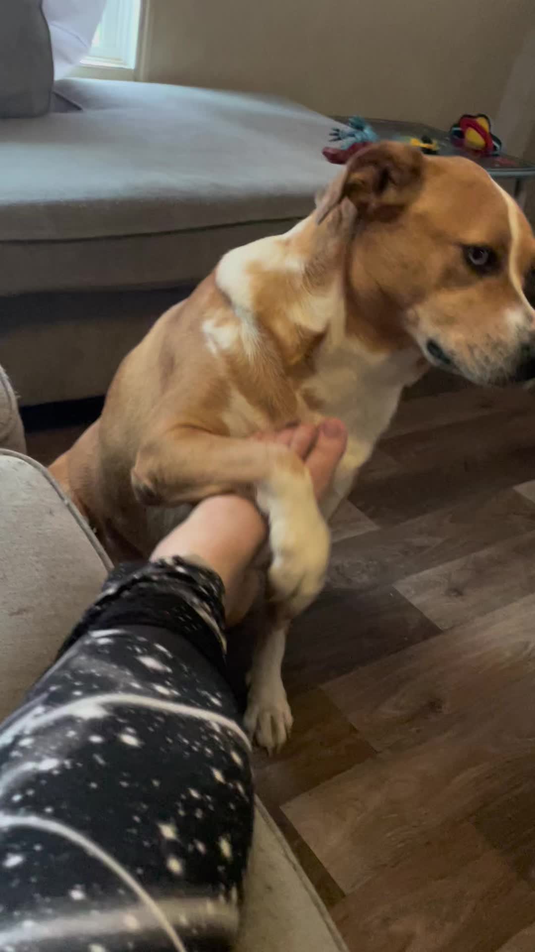 @jessicas_animals87