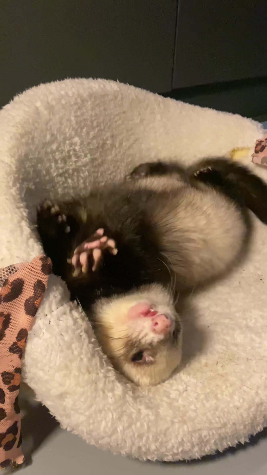 @FerretFiesta