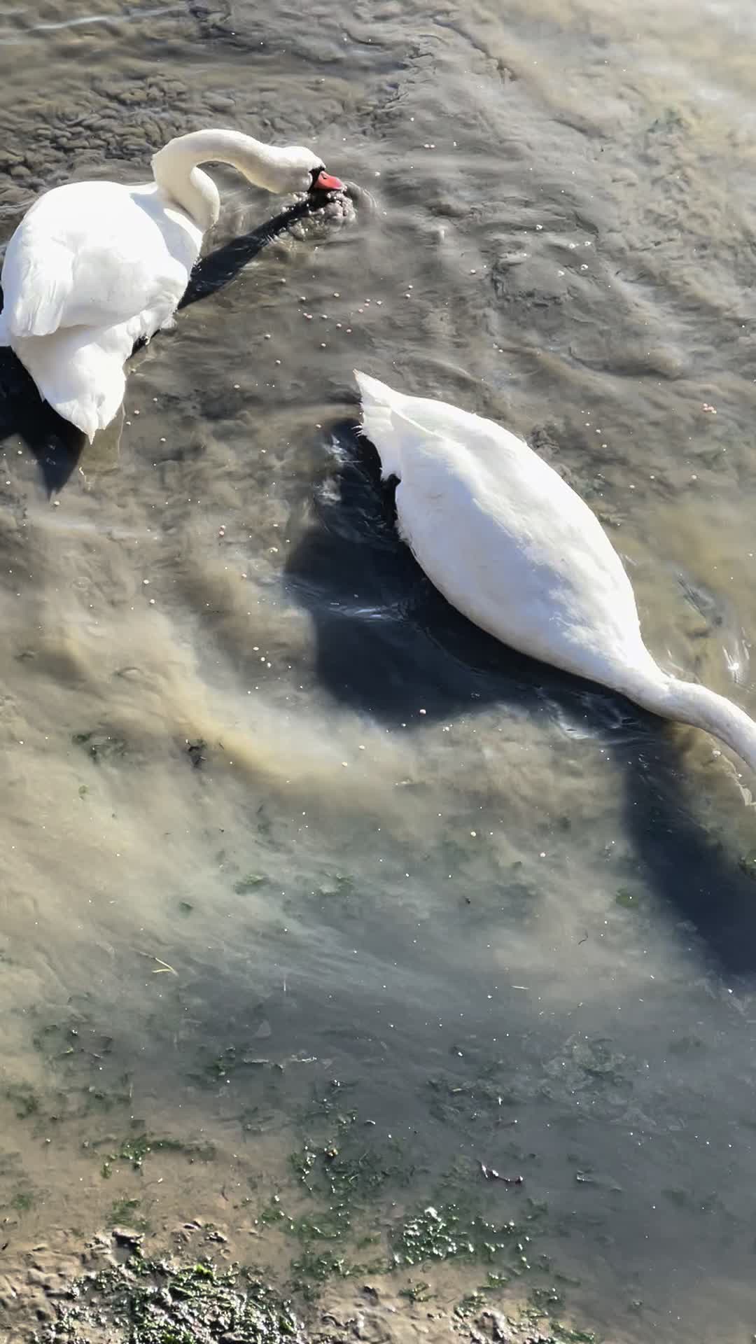 @روښان