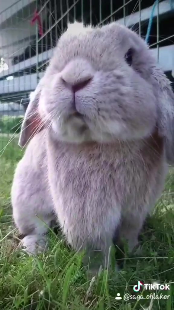 @The_Bunny_Family__