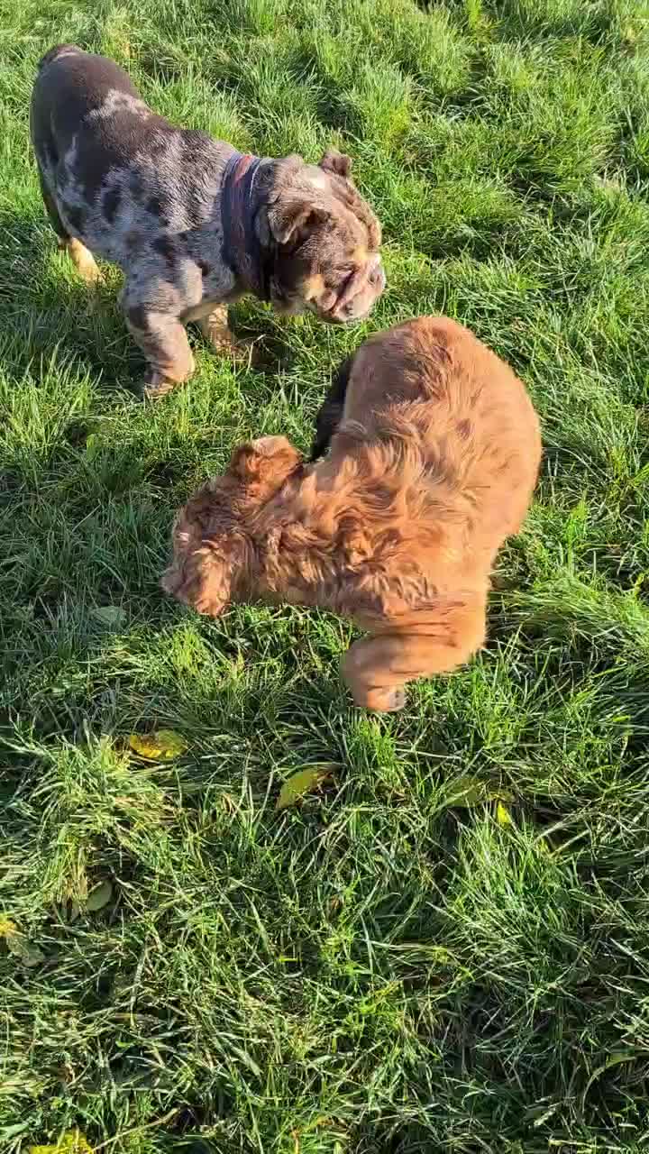 @howlvalley kennels