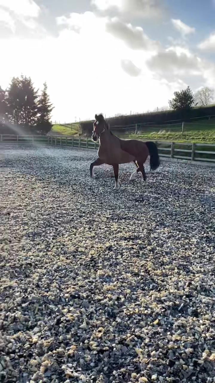 @ypequestrian