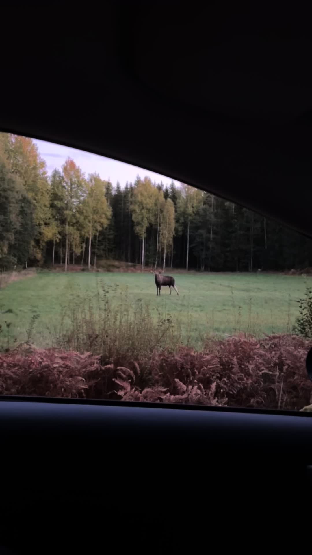 @Lajf84_skog_jakt