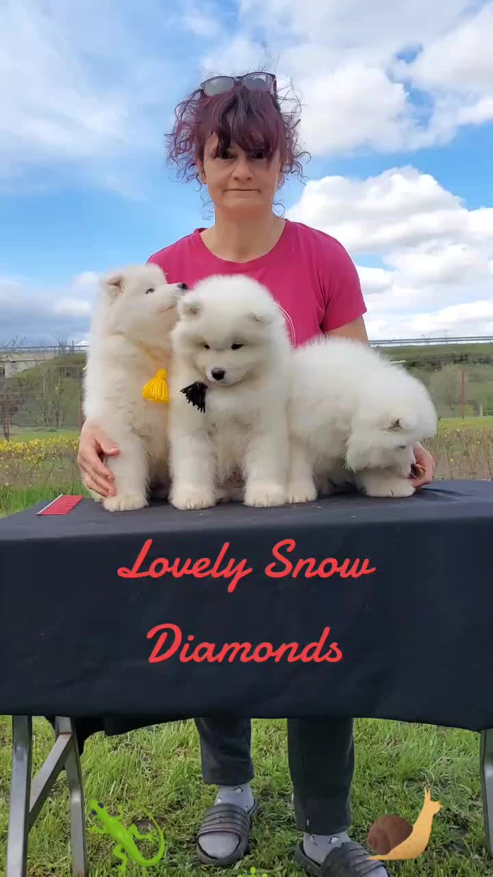 @Lovely Snow Diamonds Samoyed