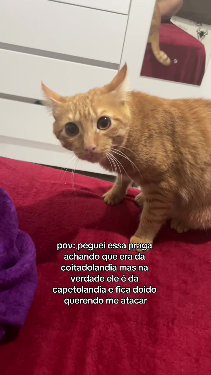 @plácido