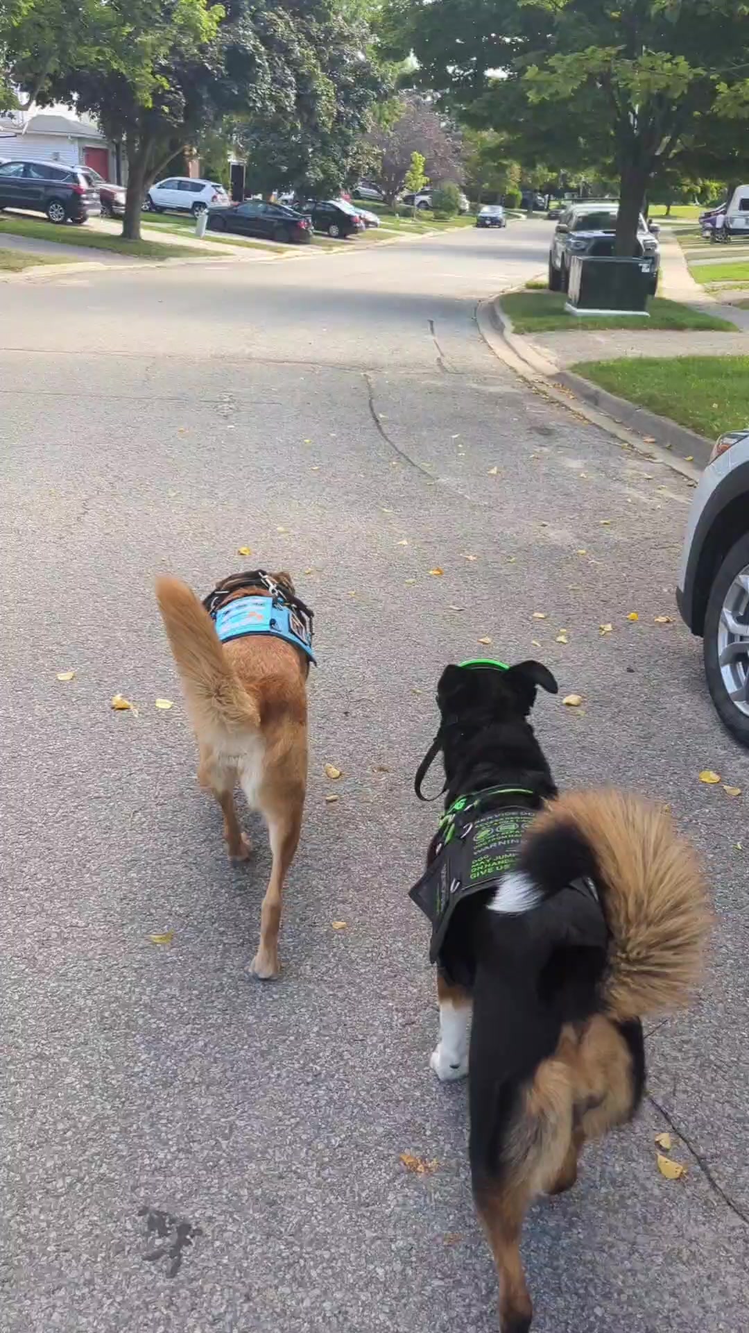 @vaguely.coonhounds
