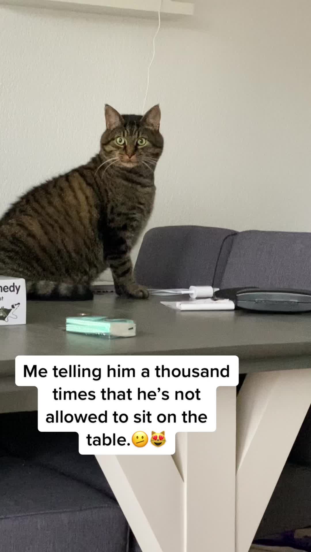@Joep_the_ rescuecat