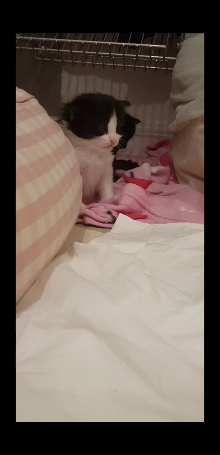 @storm.and.kittens