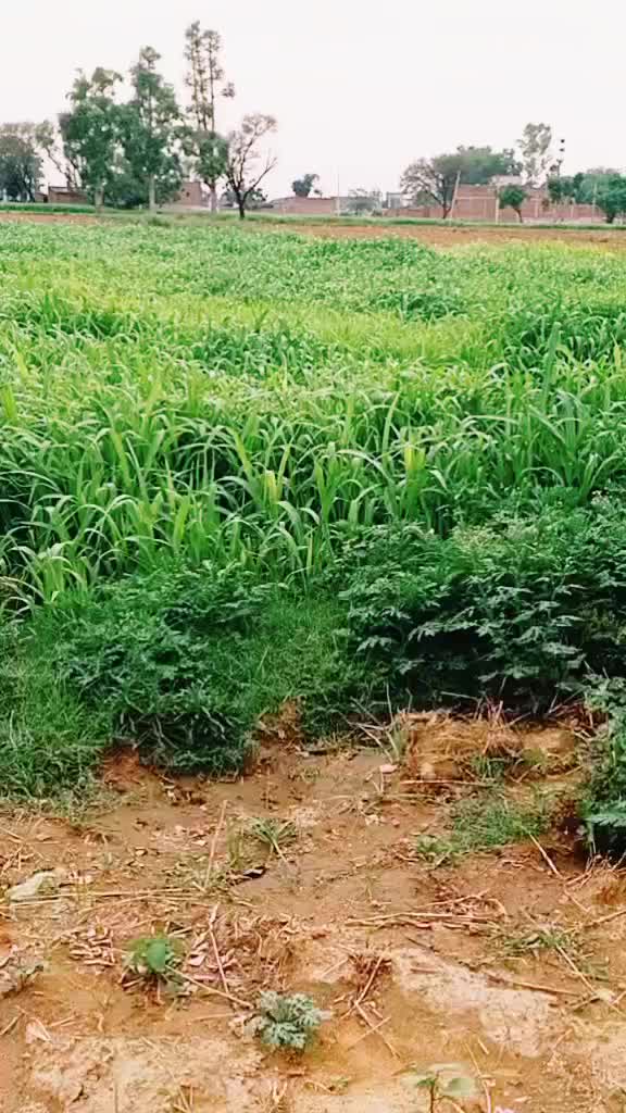 @Z N M