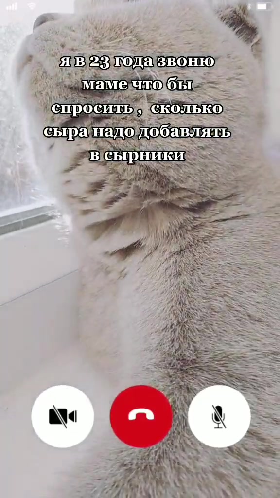 @Love Cats