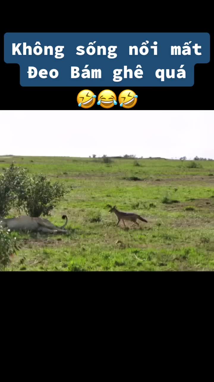 @THẾ GIỚI ĐỘNG VẬT 💧