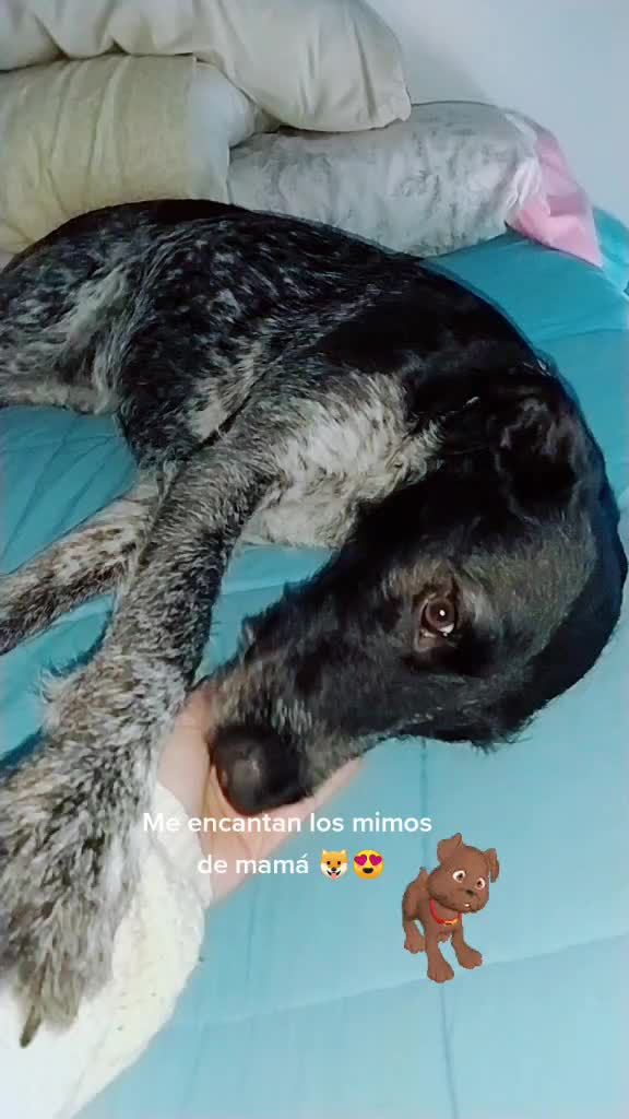 @Aquila 🐶