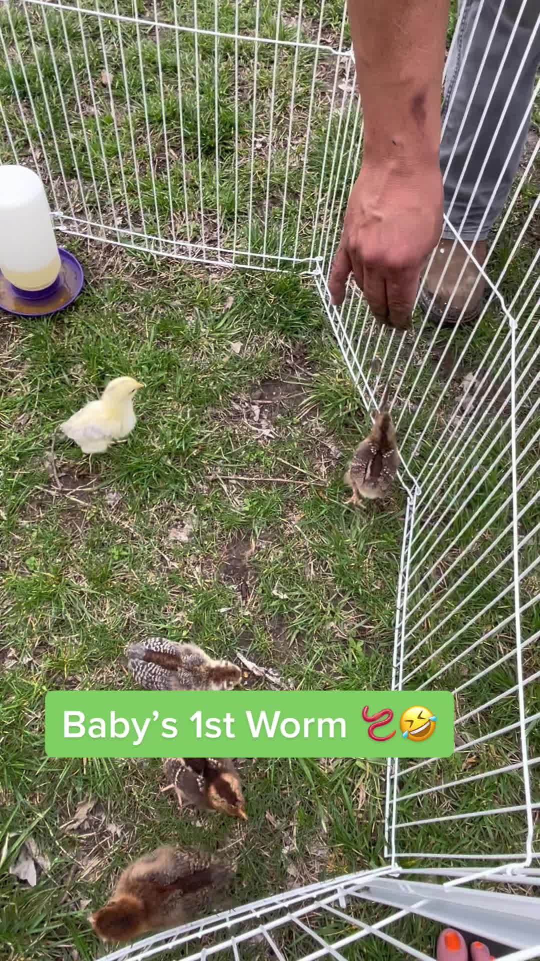 @NonniesFunnyFarm
