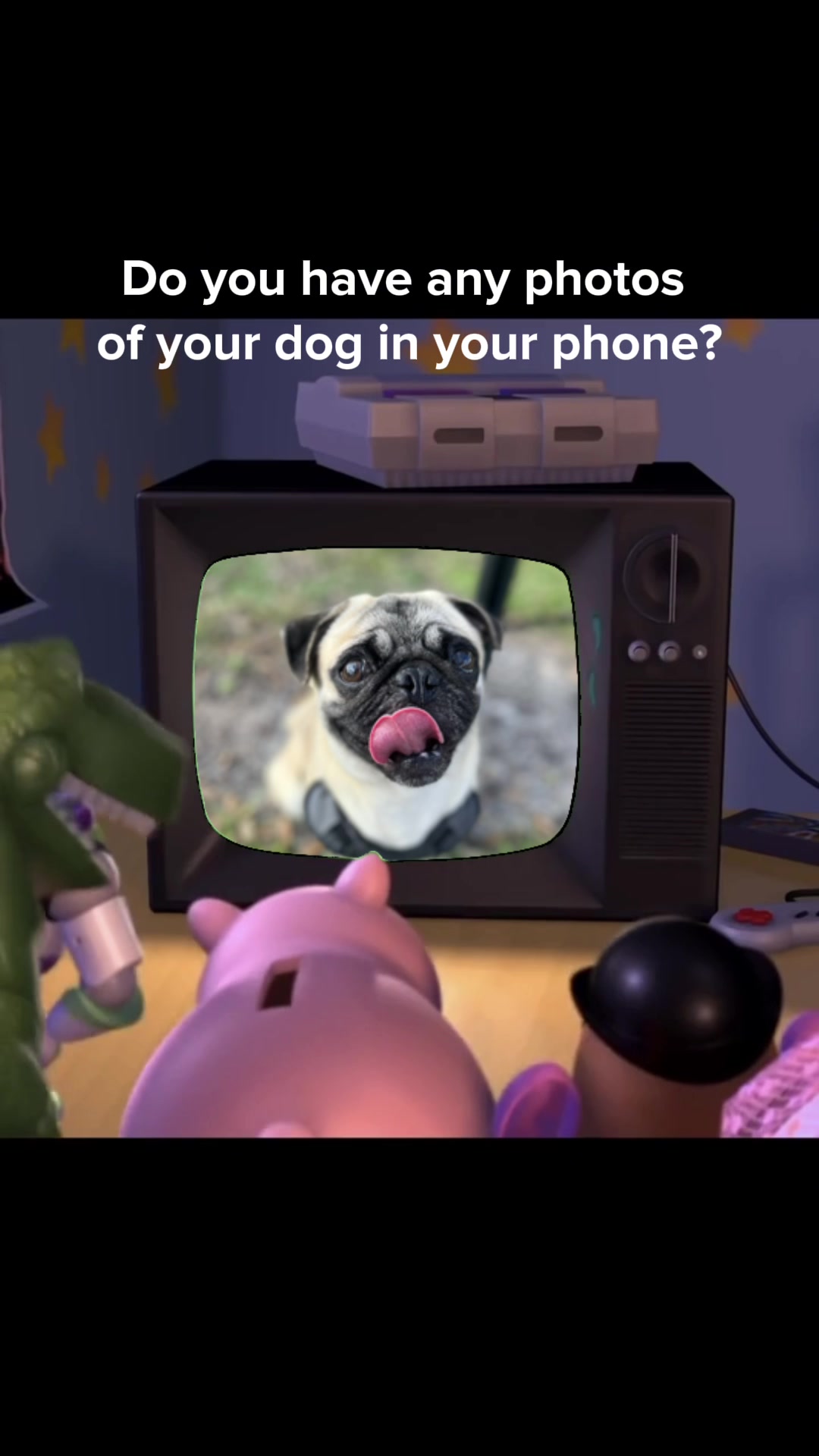 @Rigatoni the Pug