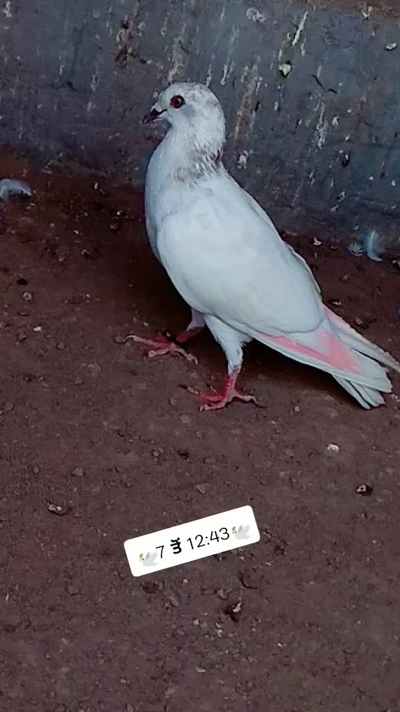 @user62700360440