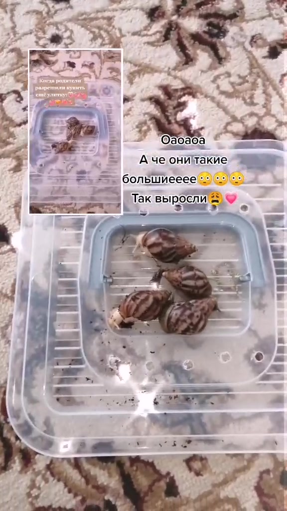 @Улиточки🐌💞