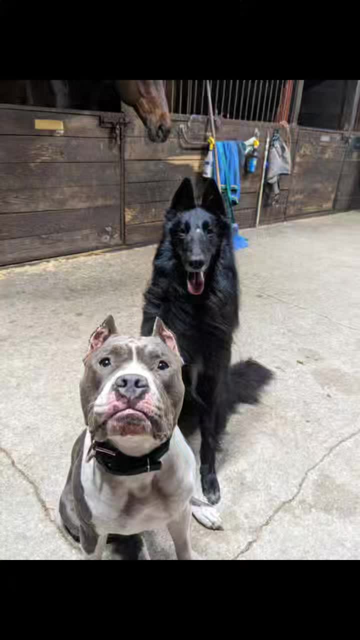 @Bella_Blue_Bully