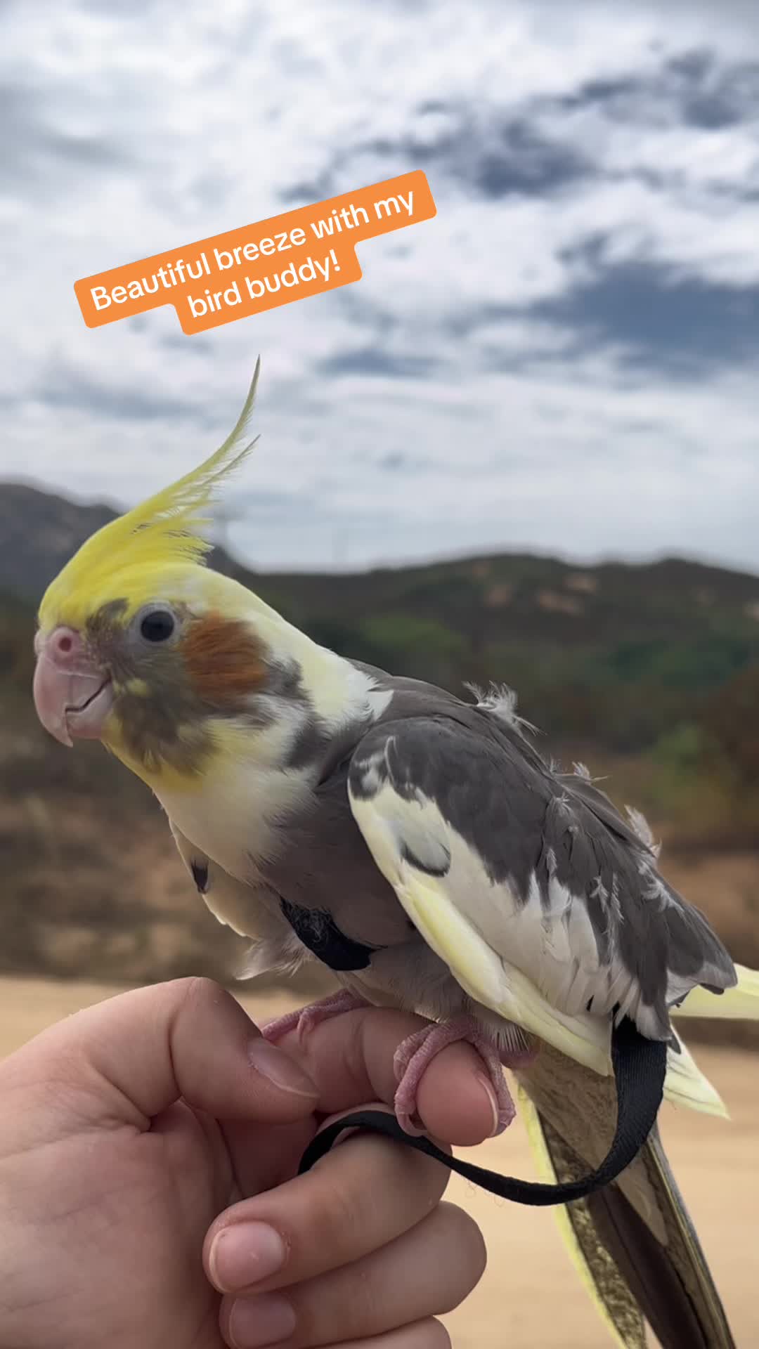 @NuggetandZeus