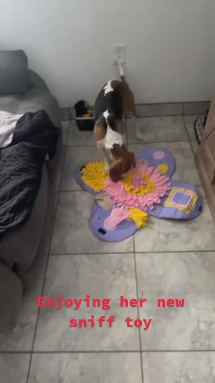 @Adventures of sky the beagle