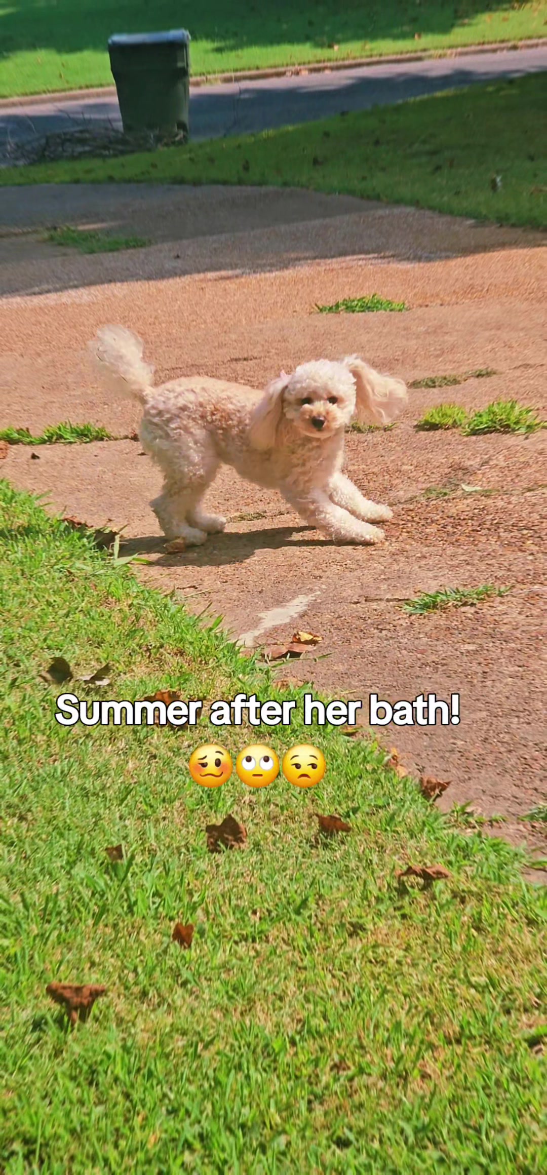 @Summer Rose The Poodle
